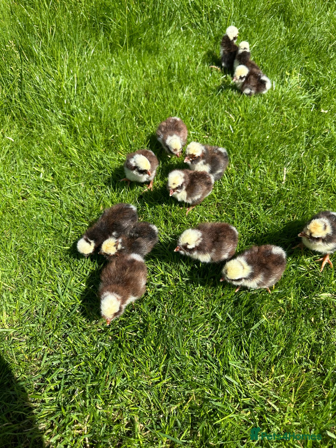 Chickens poultry for sale: Day old pure breed chicks  - Image 4