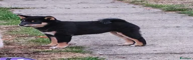 Japanese Shiba Inu 1