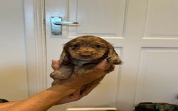 Cocker Spaniel dogs for sale: Super rare and unique show type dna tested Kc reg  - Image 21