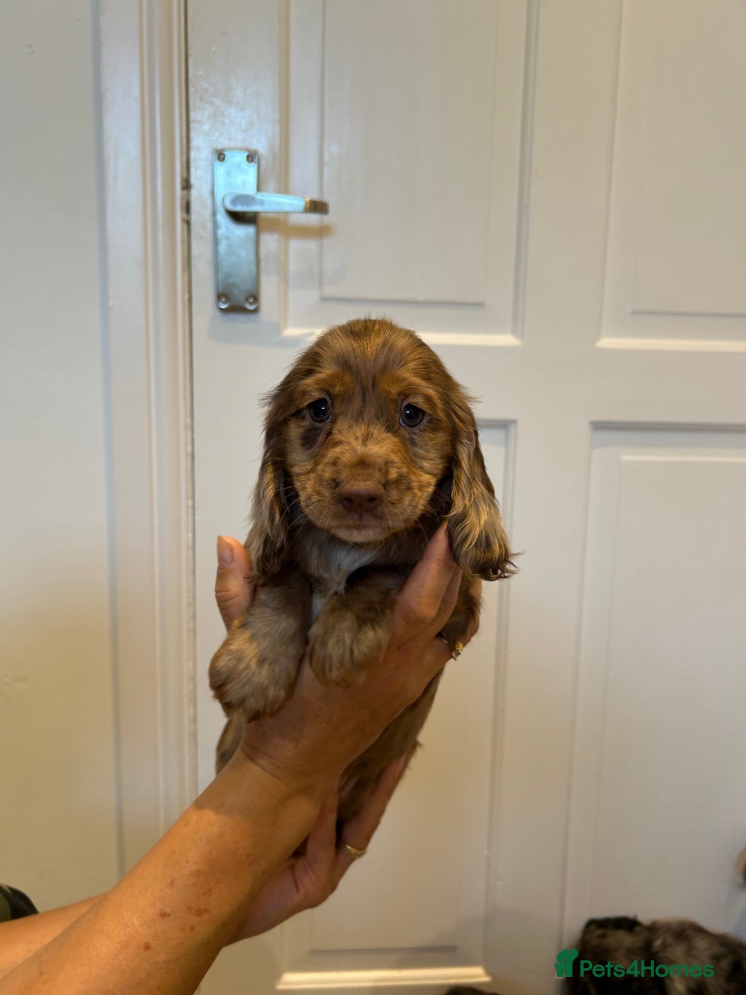 Cocker Spaniel dogs for sale: Super rare and unique show type dna tested Kc reg  - Image 21