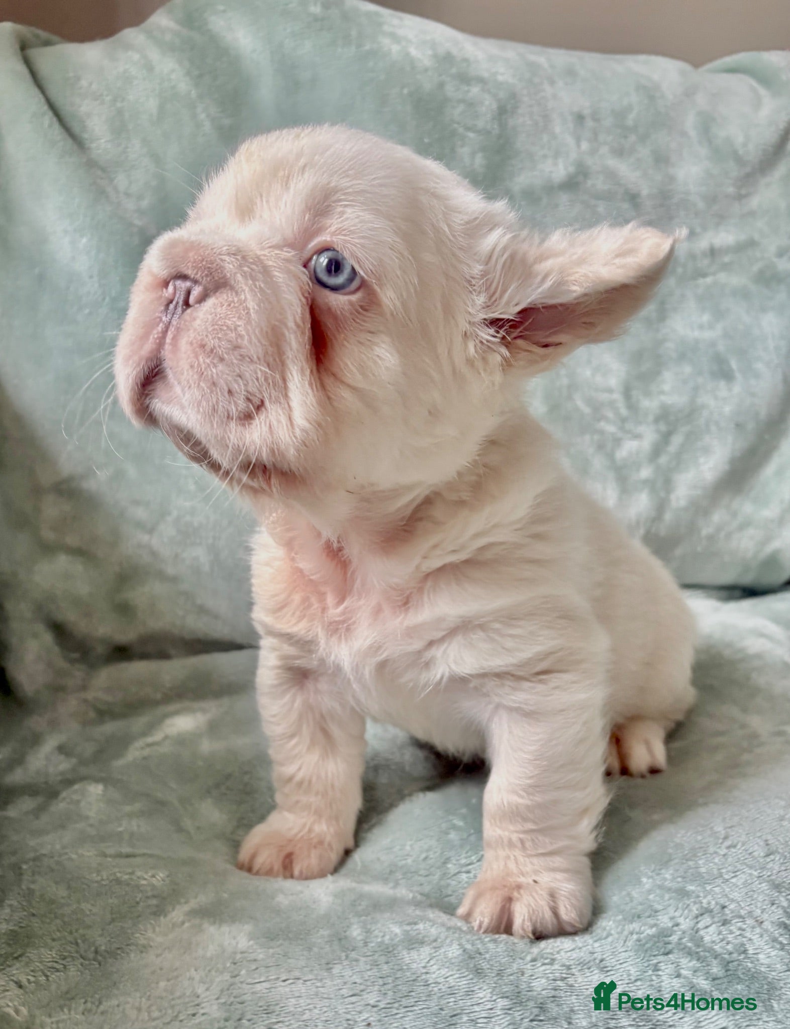 French Bulldog dogs French Bulldog Babies Ready Now - Advert 20