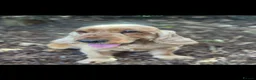 Cocker Spaniel dogs for sale: GOLD SHOWTYPE COCKER SPANIELS HEALTHTESTED PARENTS - Advert 2