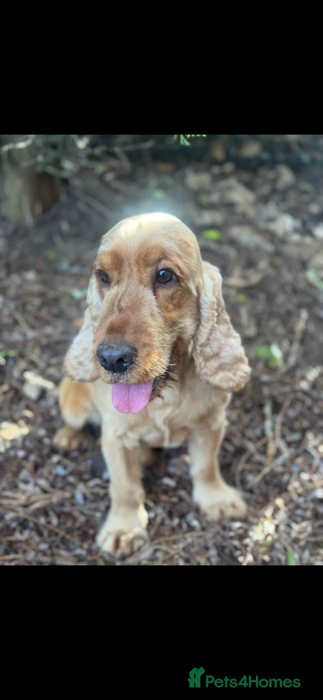 Cocker Spaniel dogs for sale: GOLD SHOWTYPE COCKER SPANIELS HEALTHTESTED PARENTS - Advert 2