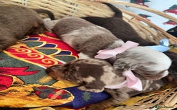 Dachshund dogs for sale: Dachshund  - Advert 12