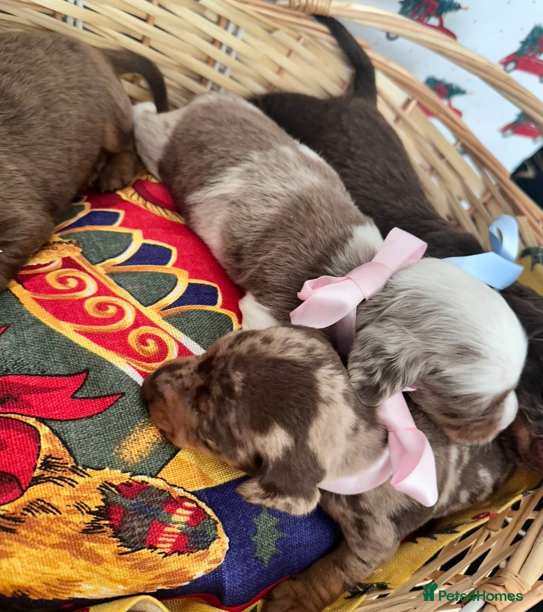 Dachshund dogs for sale: Dachshund  - Advert 12