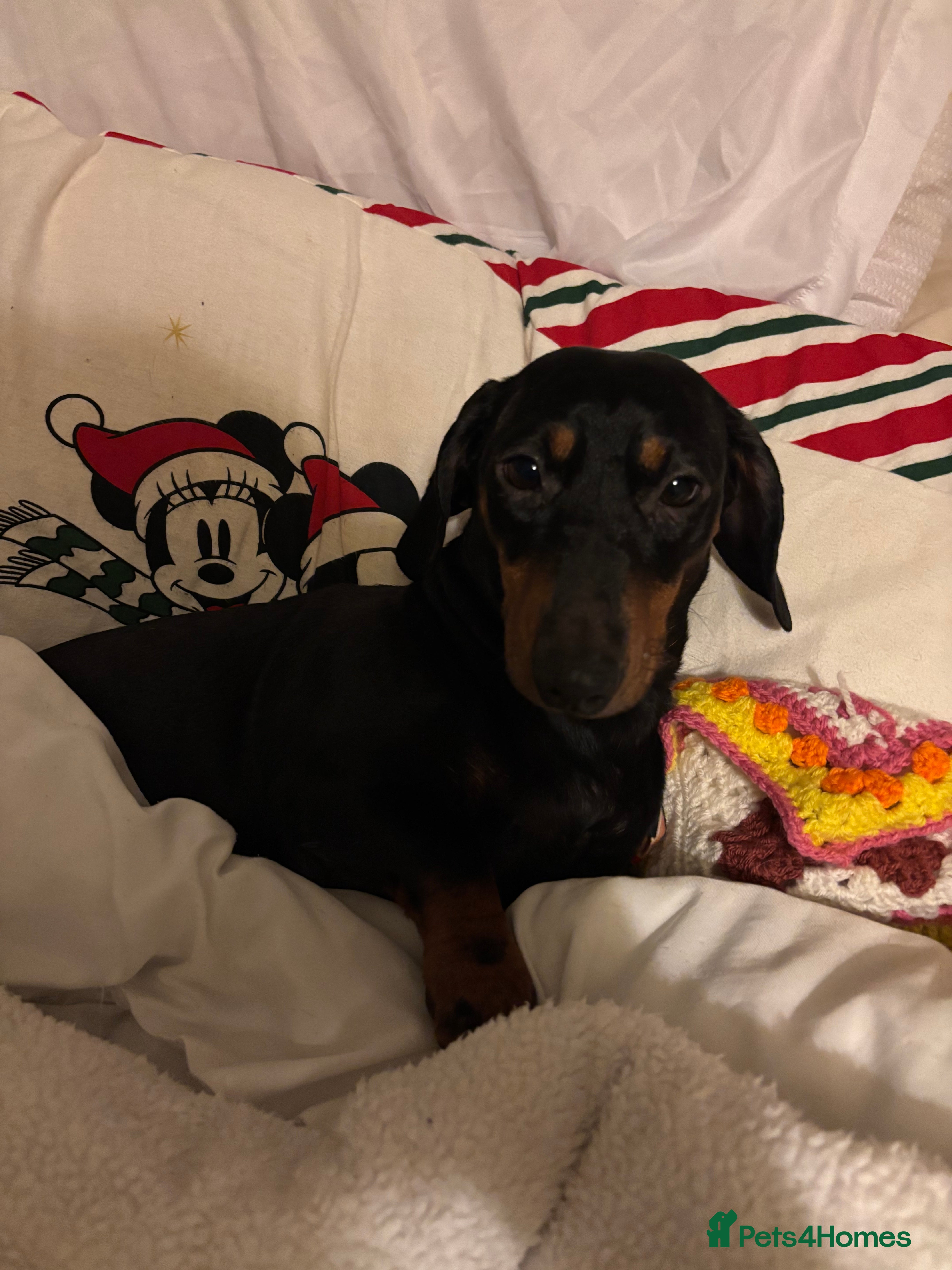 Dachshund dogs Mickey  - Advert 7