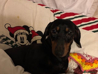 Dachshund dogs Mickey - Advert 7