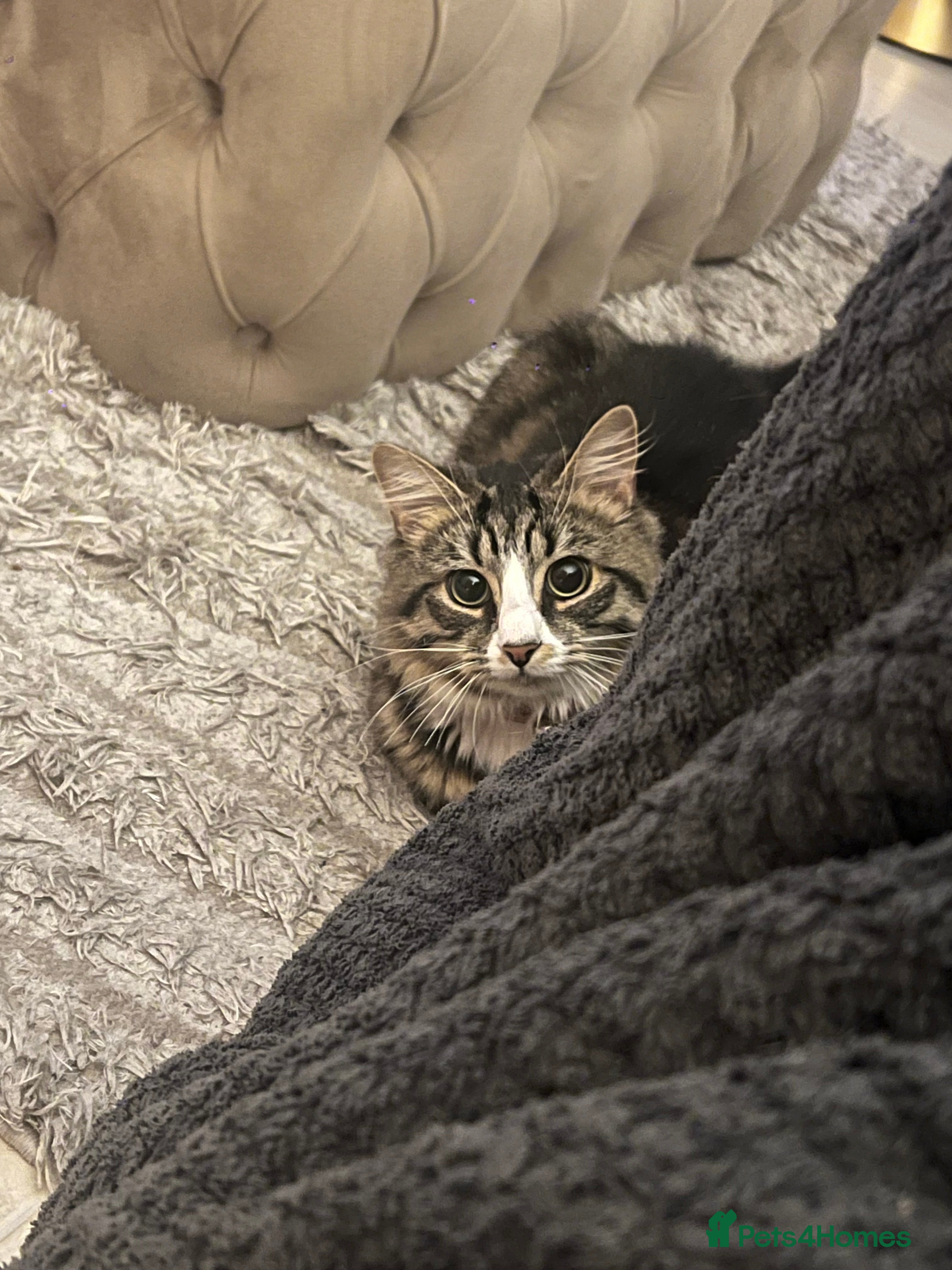 British Longhair cats Niles💙 - Advert 1