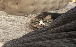 British Longhair cats for sale: Niles💙 - Image 1