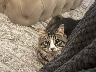 British Longhair cats Niles💙 - Advert 3