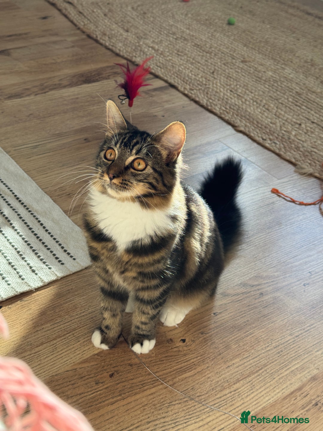 Siberian cats for sale: Siberian & Maine Coon Cross Female Cat Calico - Image 2