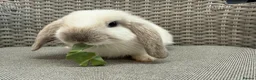Mini Lop rabbits for sale: Friendly mini lops available  - Advert 4