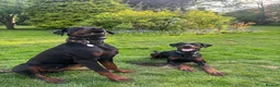 Dobermann dogs for sale: Two Doberman 3YO females for sale  in Liverpool - Advert 3