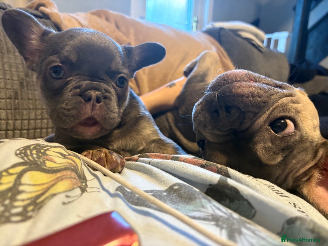 French Bulldog dogs for sale: REDUCED Ready to leave Kc reg Frenchie🐾 - Advert 28