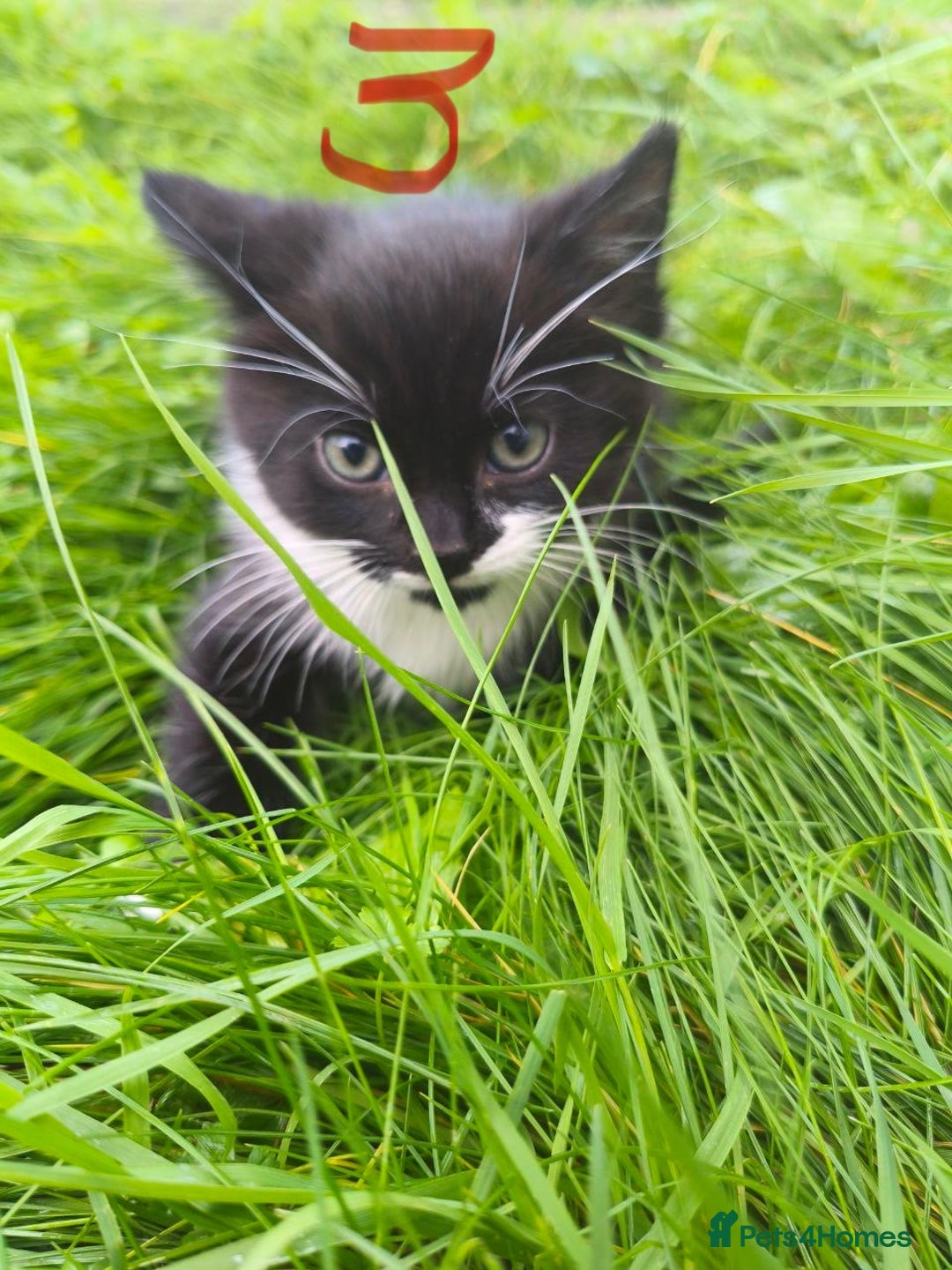 Domestic Shorthair cats for sale: Adorable Kittens Looking for Loving Homes 🐾 - Image 11