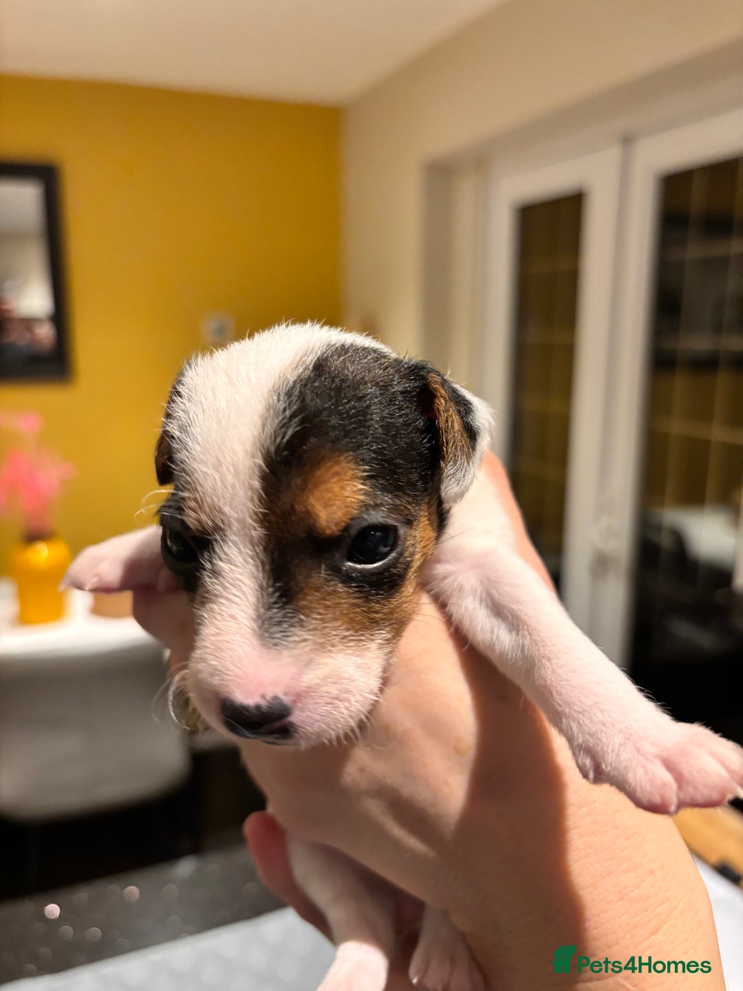 Parson Russell dogs for sale: Parsons Russell Puppies - Advert 11