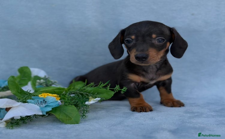 Miniature Dachshund dogs - Advert 5