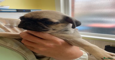 Pug dogs - Advert 3