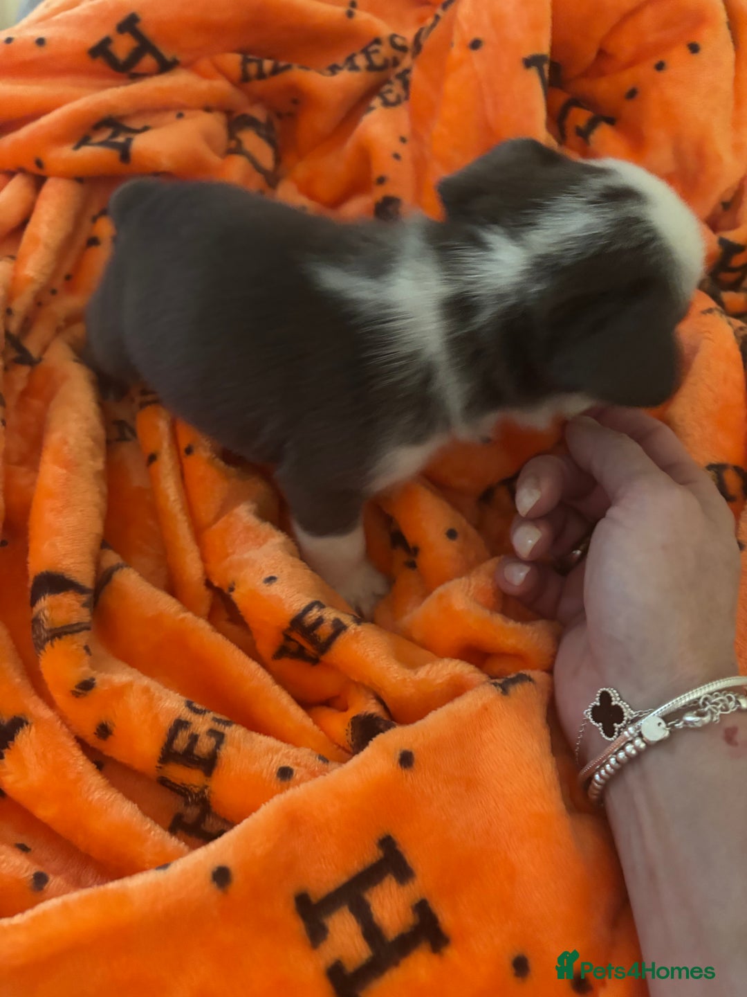 French Bulldog dogs for sale:  French bulldogs  - Advert 7