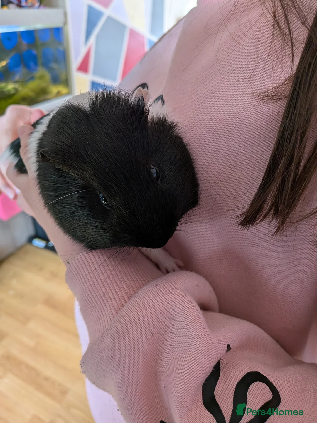 Guinea Pig rodents for sale: X3 male guinea pigs  - Advert 5