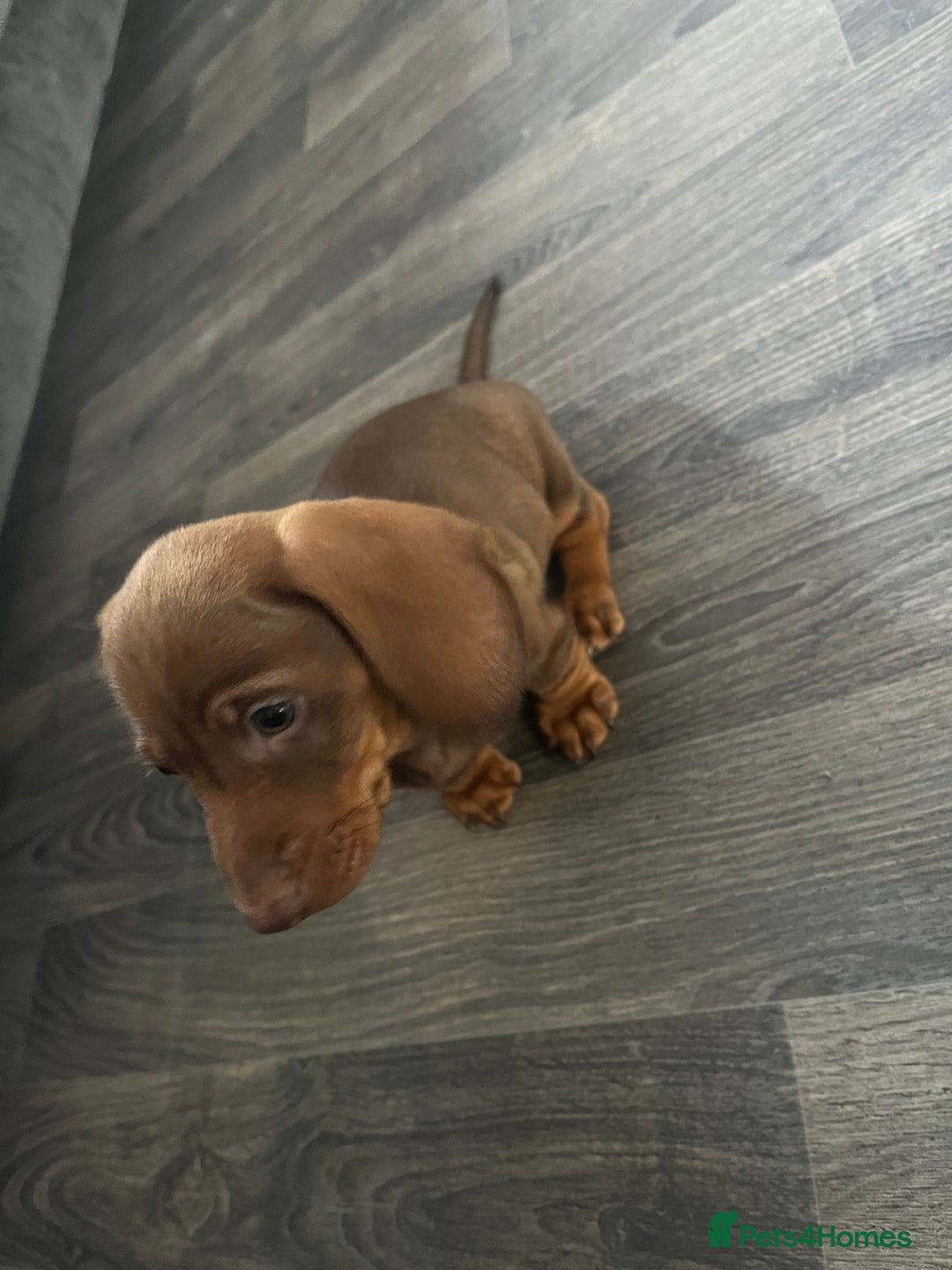 Miniature Dachshund dogs for sale: Stunning minature dachshund puppies - Image 24