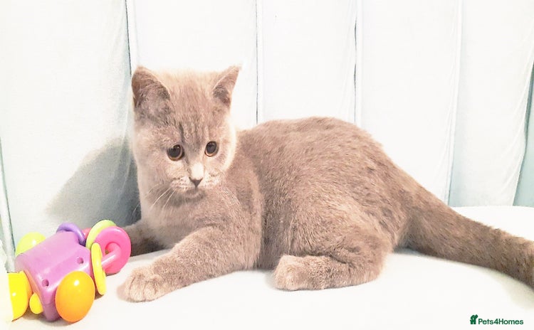 British Shorthair cats - Advert 6