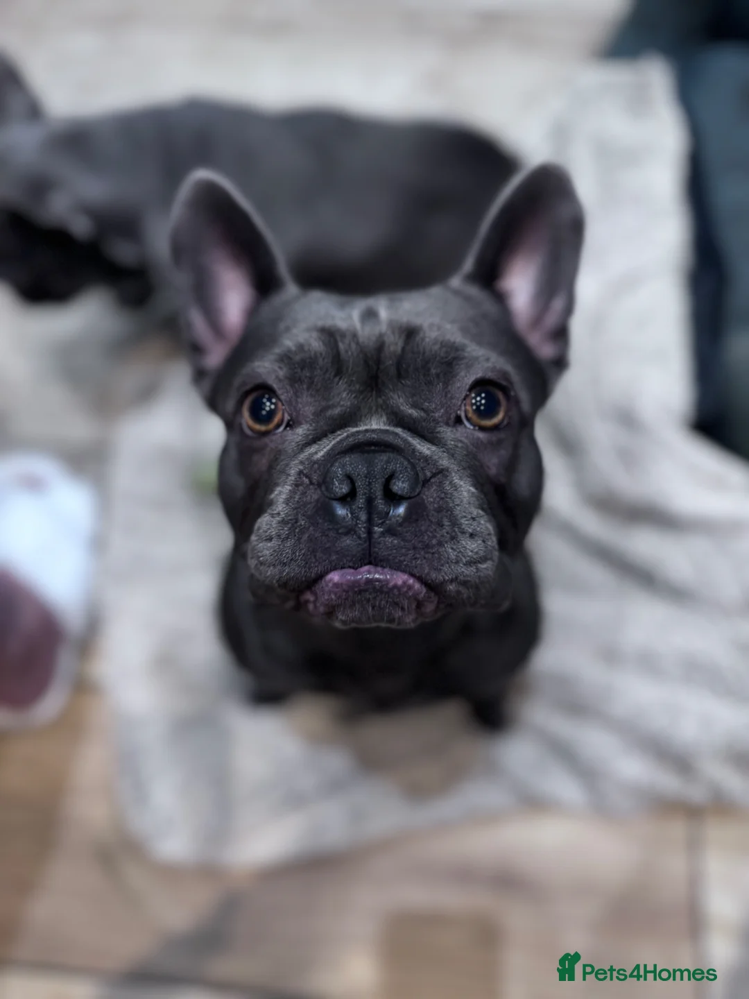 French Bulldog dogs for sale: Fabulous Family Friendly Frenchies For Sale in Hungerford - Advert 16