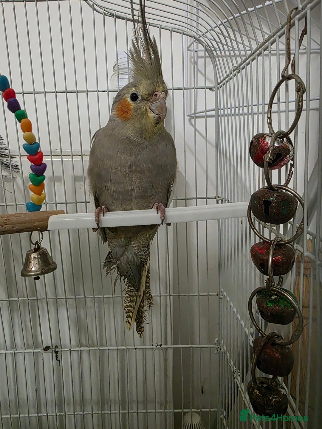 Cockatiels birds for sale: Beautiful cockatiel female - Advert 2