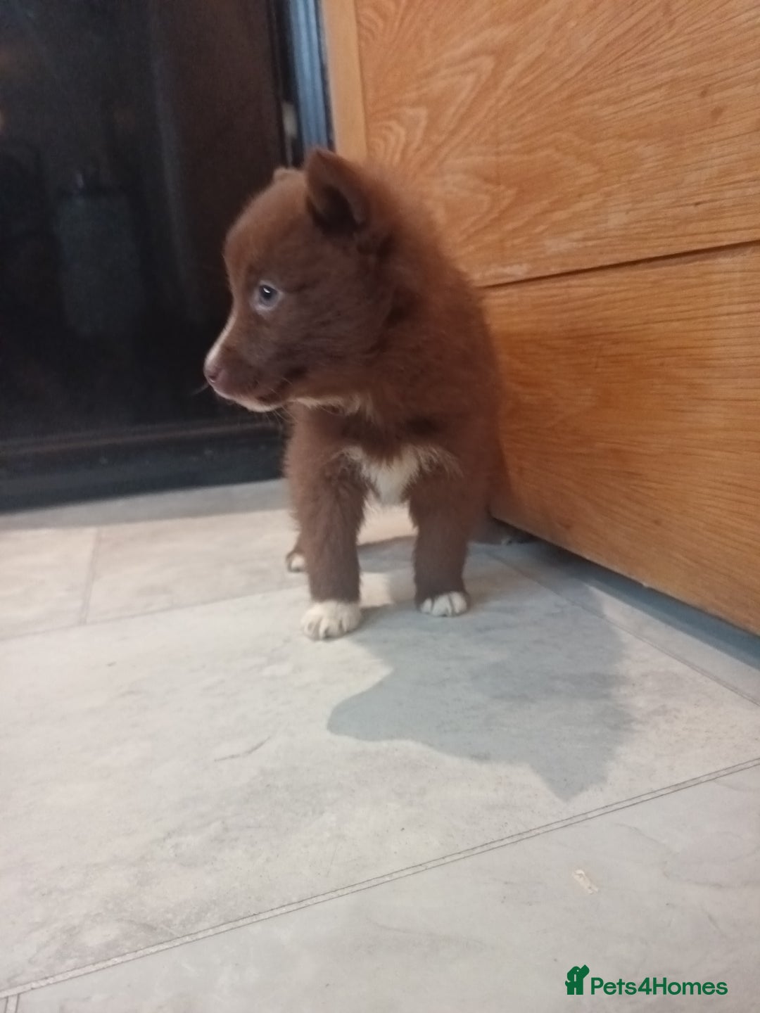 Pomsky dogs for sale: Amazing puppys - Advert 21