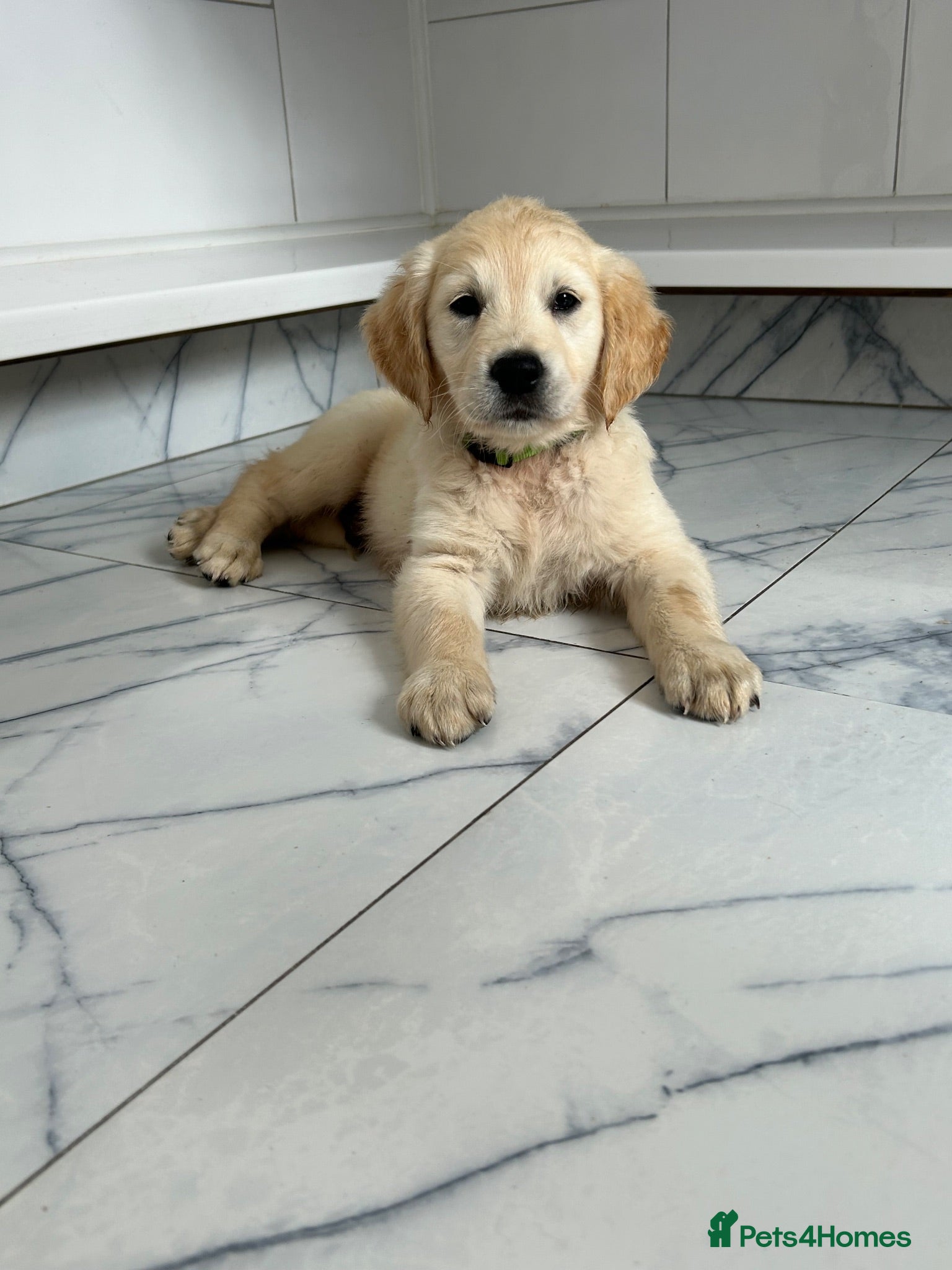 Golden Retriever dogs KC registered golden retriever puppies ready now. - Advert 1