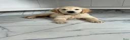 Golden Retriever dogs for sale: KC registered golden retriever puppies ready now. - Advert 7