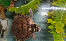Terrapin reptiles for sale: Pair Mississippi Map Turtle  - Image 4