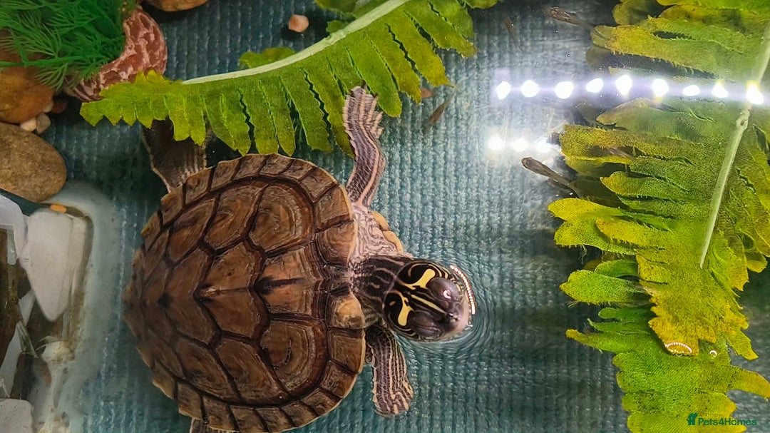 Terrapin reptiles for sale: Pair Mississippi Map Turtle  - Image 4