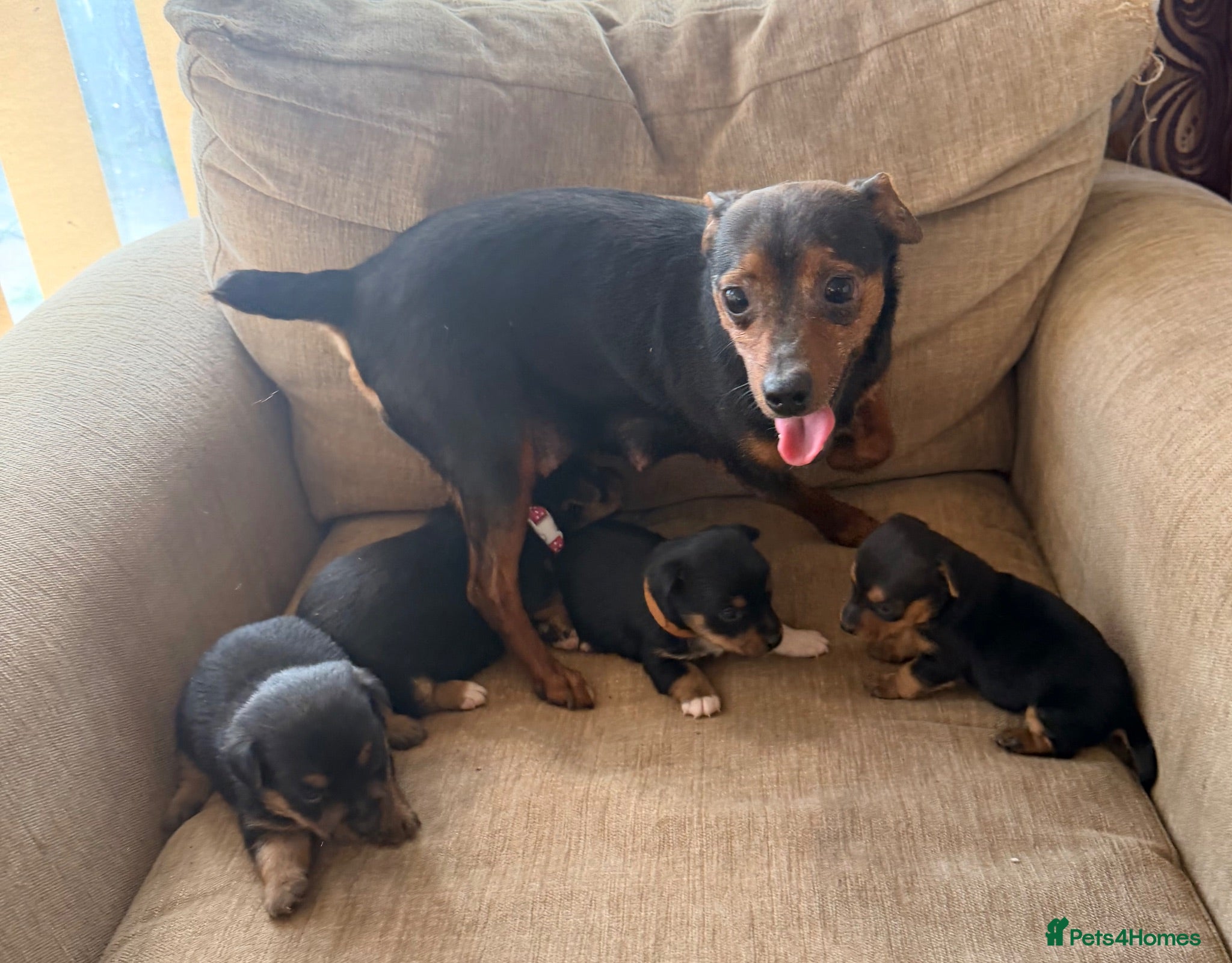 Jack Russell dogs Stunning Jack Russell pups  - Advert 2