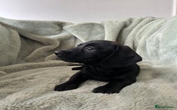 Miniature Dachshund dogs for sale: 3X Male Miniature Dachshunds- READY TO GO - Image 5