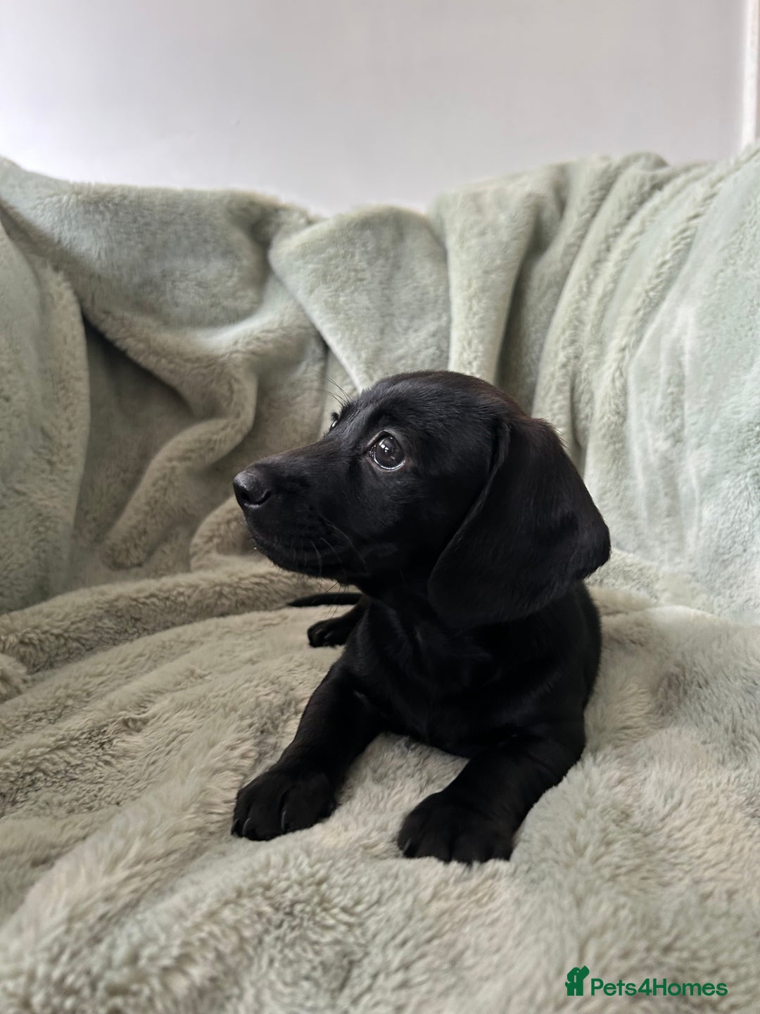 Miniature Dachshund dogs for sale: 3X Male Miniature Dachshunds- READY TO GO - Image 5