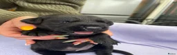Labrador Retriever dogs for sale: Stunning litter of Labrador Puppies  in Barnsley - Advert 19