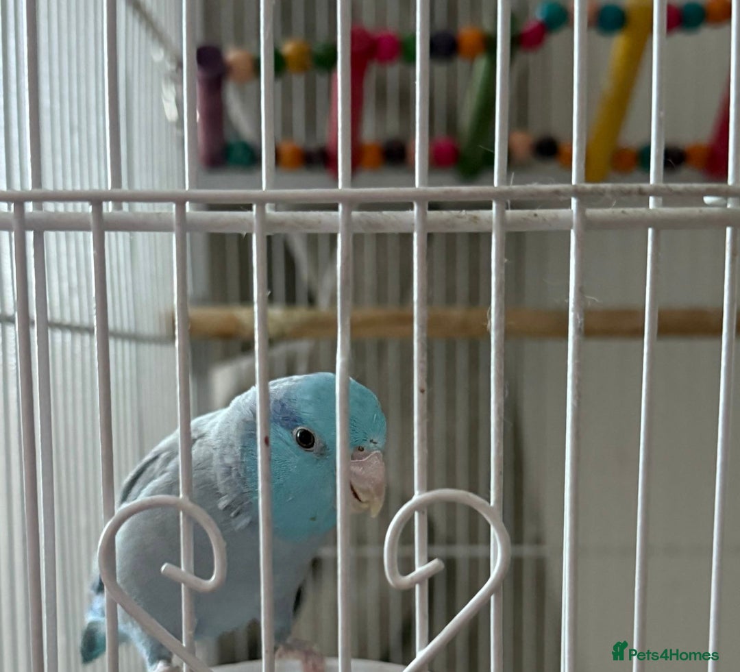 Parrots birds for sale: Parrotlet for sale - Advert 2