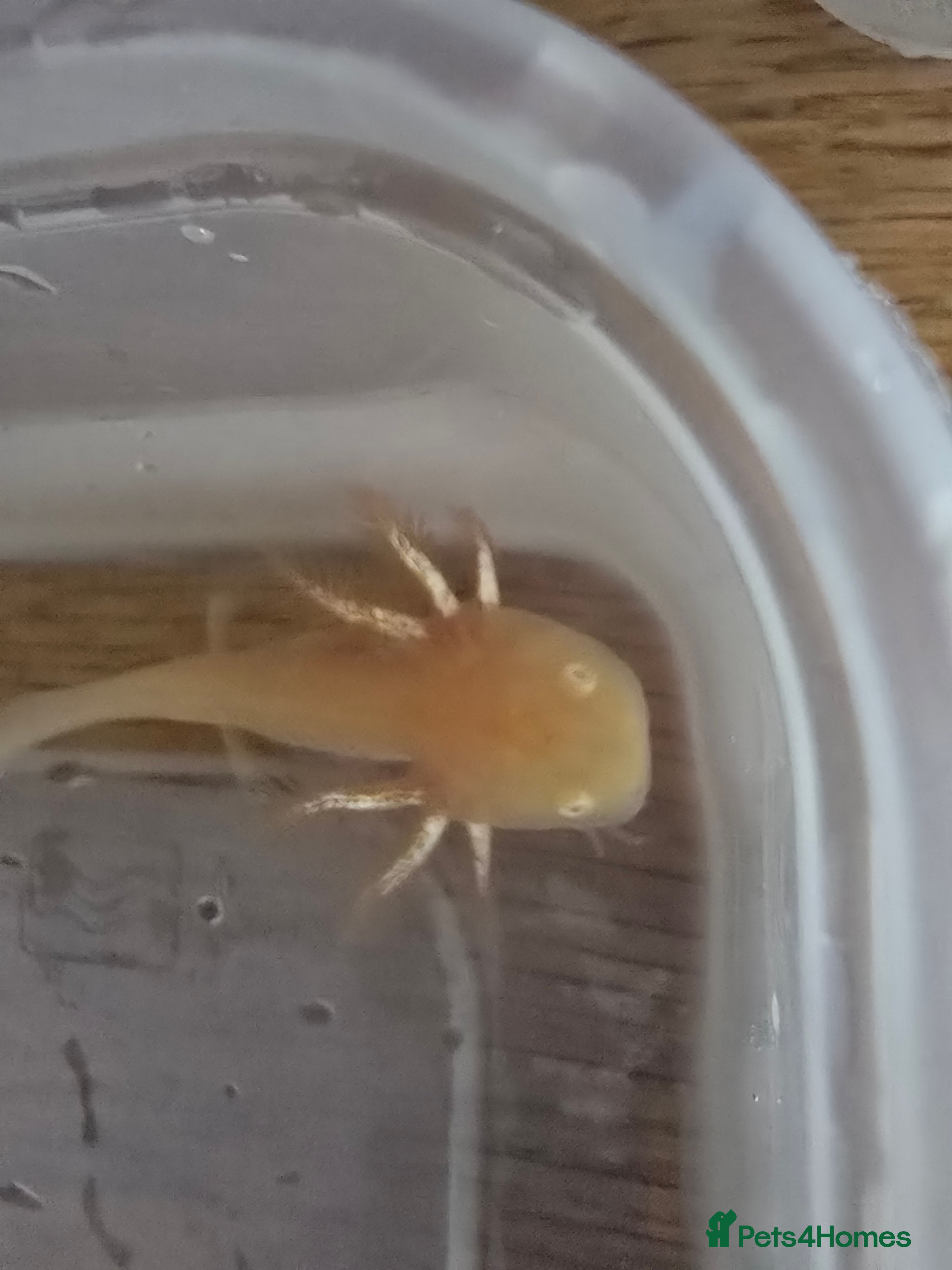 Other/Mixed Breed fish Baby axolotl  - Advert 21