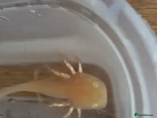 Other/Mixed Breed fish Baby axolotl - Advert 21