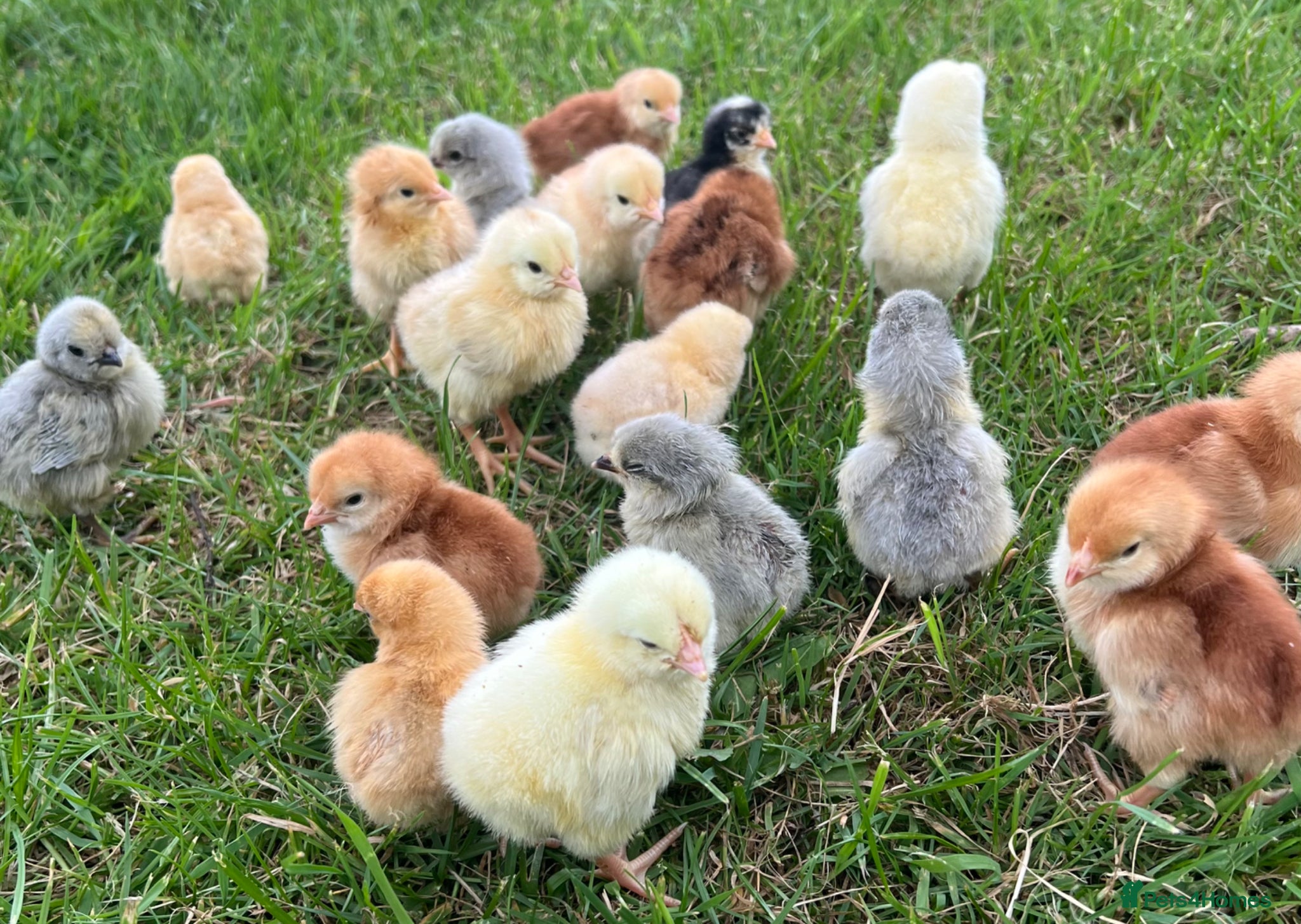 Chickens poultry *PRE ORDER* PURE BREED CHICKS + DUCKLINGS! - Advert 1