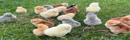 Chickens poultry for sale: *PRE ORDER* PURE BREED CHICKS + DUCKLINGS! - Advert 1