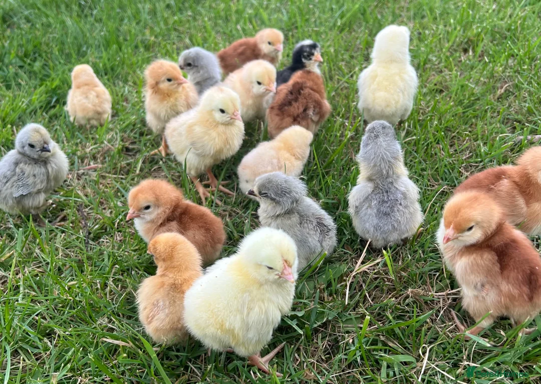 Chickens poultry for sale: *PRE ORDER* PURE BREED CHICKS + DUCKLINGS! - Advert 1