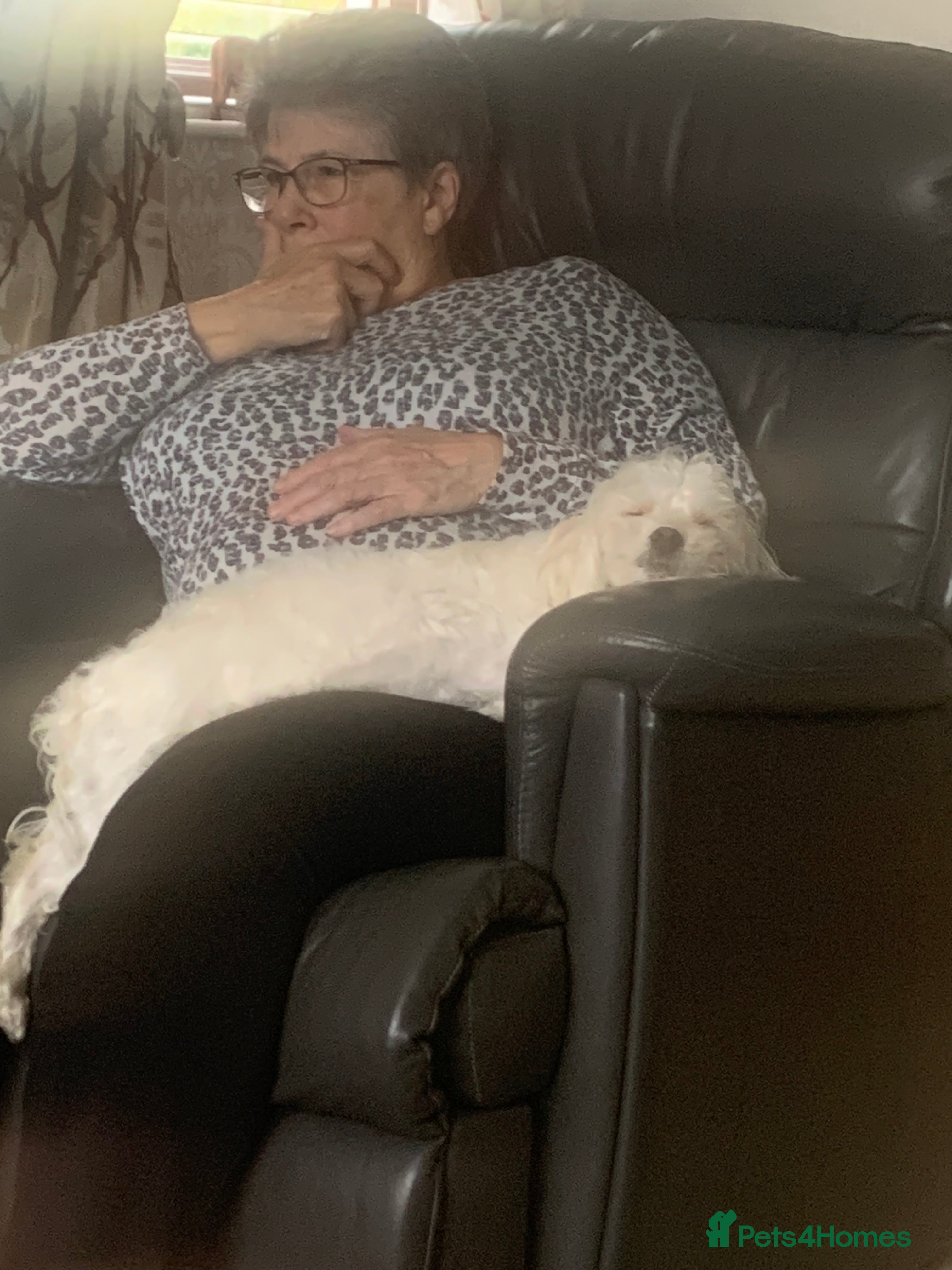 Maltese dogs Cindy - Advert 6