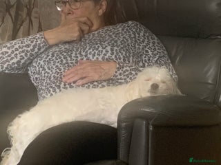 Maltese dogs Cindy - Advert 1