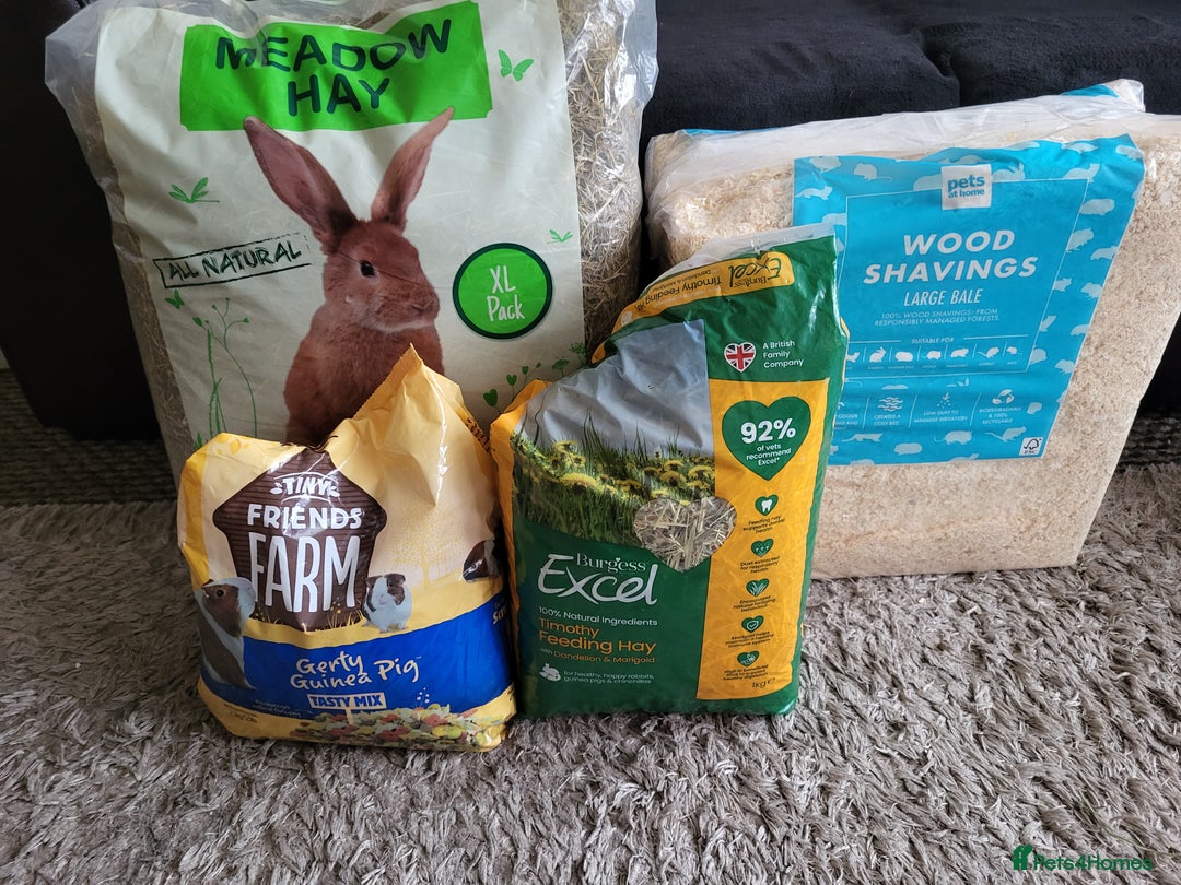 Guinea Pig rodents for sale: Baby girls guinea pigs  - Image 20