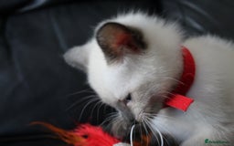 Ragamese cats for sale: Ragamese ragdoll siamese vaccinated, microchipped - Image 12