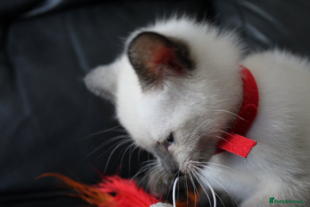 Ragamese cats for sale: Ragamese ragdoll siamese vaccinated, microchipped - Image 12