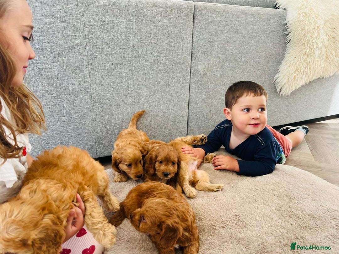 Cockapoo dogs for sale: Beautiful F1 Red/Golden Cockapoo Puppies - Image 5