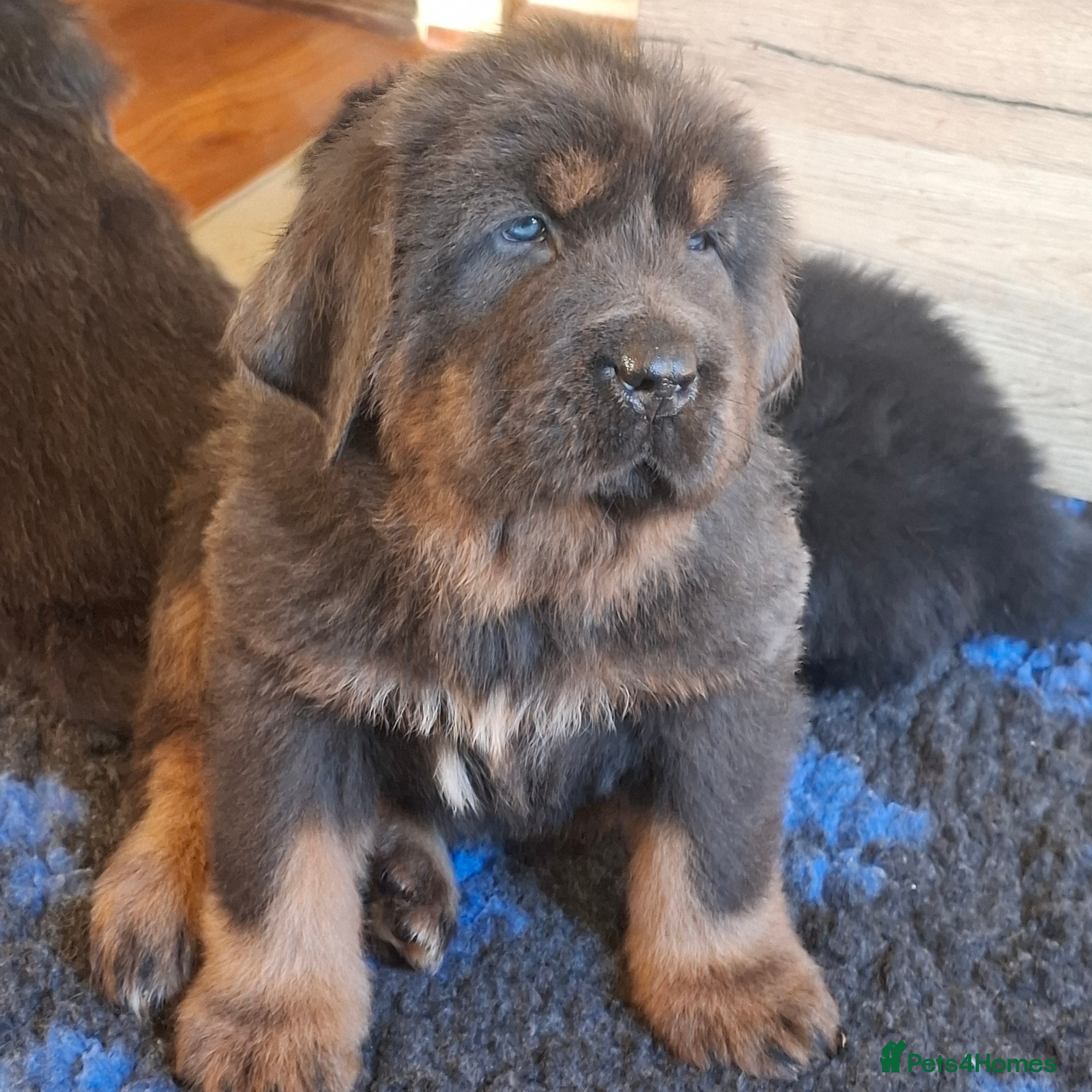 Tibetan Mastiff dogs Tibetan Mastiff - Advert 1